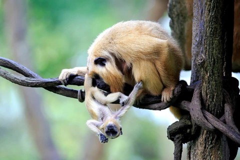 Black howler
