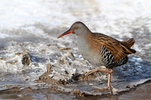 Water Rail