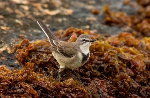 Cape wagtail