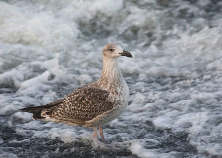 Great Black-backed Gull