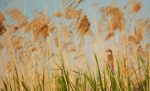 Great reed warbler