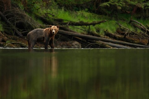 Grizzly Bear