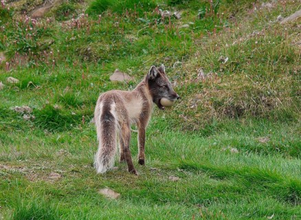 Arctic Fox