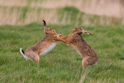 European Hare
