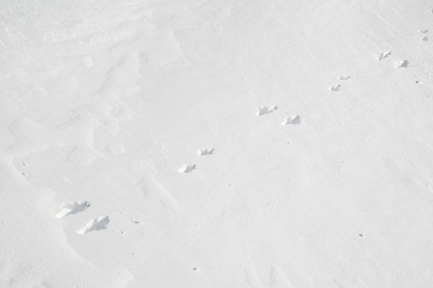 Mountain hare