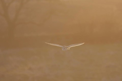 Common barn owl
