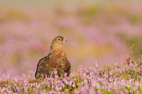 Scottish Grouse