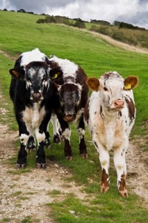 Domestic cattle