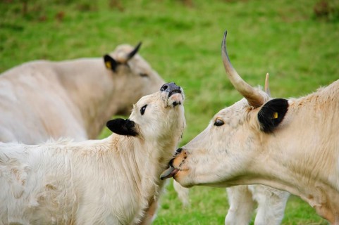 Domestic Cattle