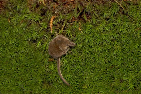 Eurasian pygmy shrew