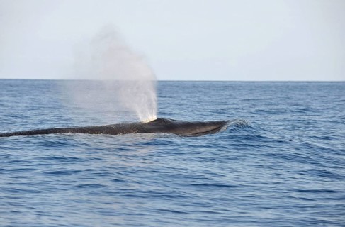 Sei Whale
