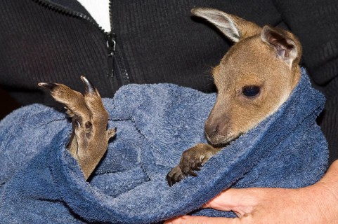 Western Grey Giant Kangaroo