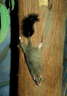 Brush-tailed phascogale