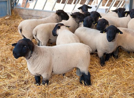Domestic Sheep