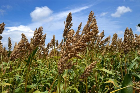 Harvest of sorghum bicolor