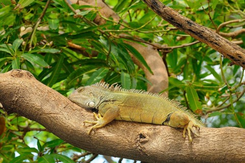 Green iguana