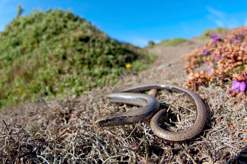 Slow worm