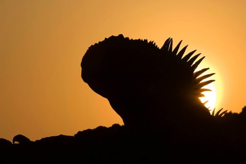 Marine Iguana