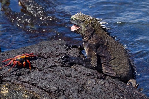 Galapagos Sea Lizard