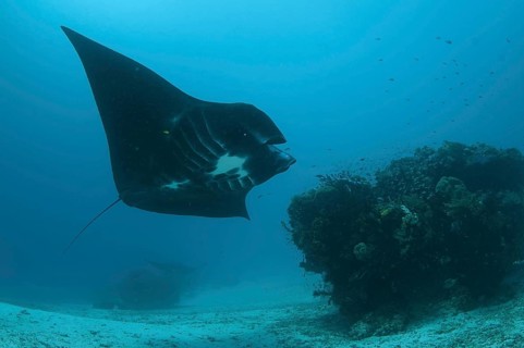 Reef manta ray