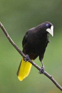 Crested Oropendola