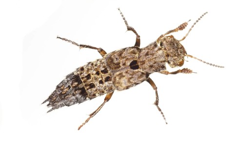 Carrion beetle