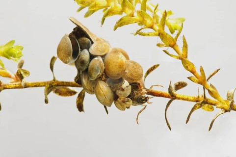 Larva of caddisfly