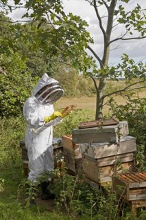 Bee keeping