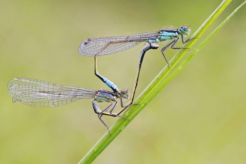 Blue-tailed Damselfly