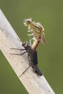 Early damselfly