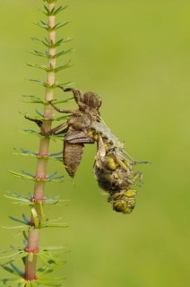 Broad-bodied Chaser adult
