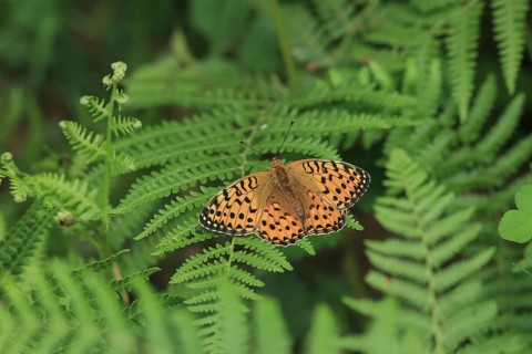 Argynnis aglaia