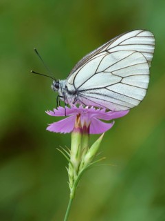 Black-veined White