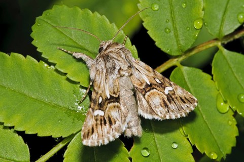 Toadflax moths