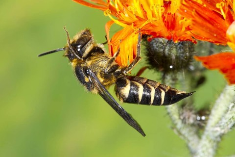 Iridescent sharp-tailed bee
