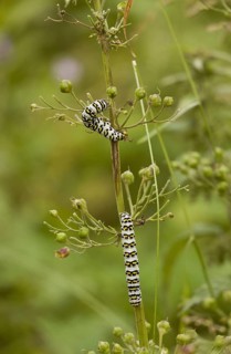 Cucullia lychnitis