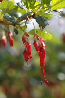 Fuchsia-flowered Gooseberry close-up of in garden