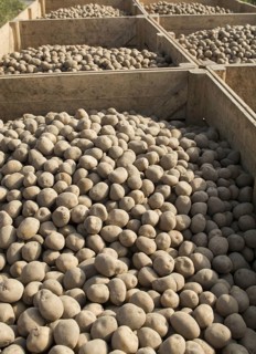 Potato