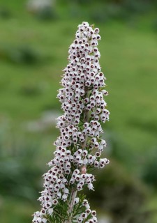 Tree Heath