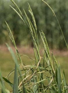 Flowering black-grass