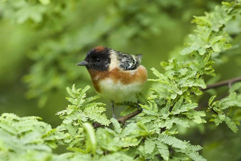 Bay-breasted warbler