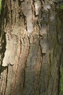 Antarctic southern Beech