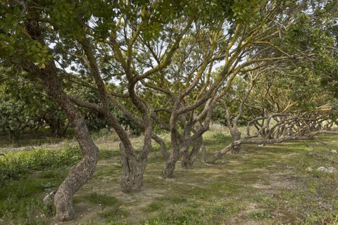 Mastic Tree