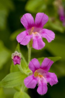 Purple Monkeyflower