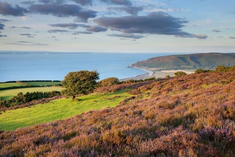 View of the coastline with flowering heather and hawthorn tree