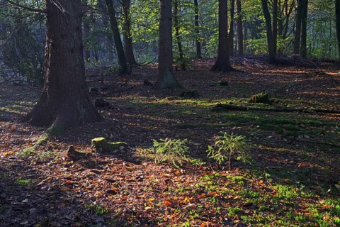 Autumn in the Briesetal landscape conservation area near Berlin