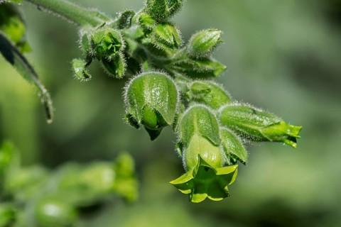 Cultivated cultivated tobacco