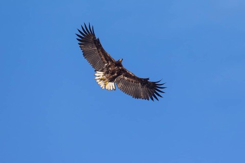 White-tailed eagle
