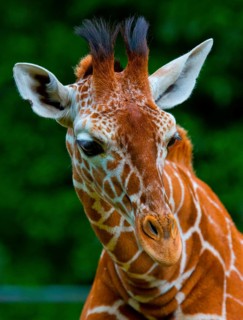 Reticulated giraffe