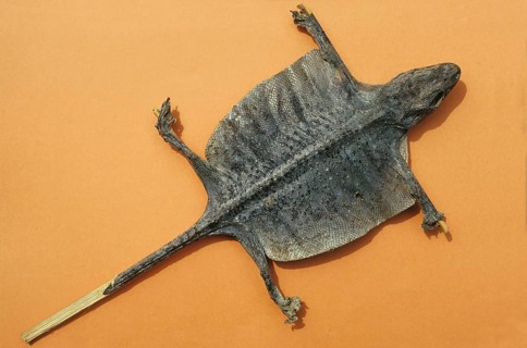 Tokay gecko
